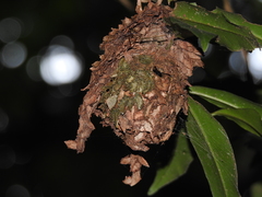 Calligaster himalayensis