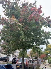 Acer rubrum