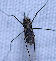 Anopheles perplexens
