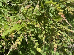 Phyllodium pulchellum