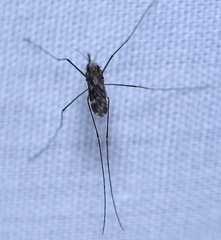 Anopheles perplexens
