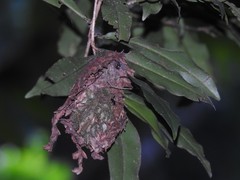 Calligaster himalayensis