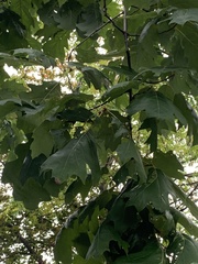Quercus velutina