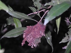 Calligaster himalayensis