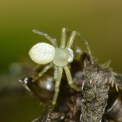 Misumessus oblongus