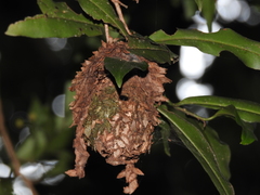 Calligaster himalayensis