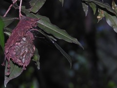 Calligaster himalayensis