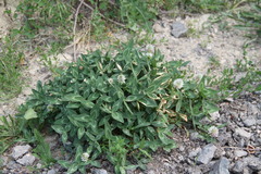 Trifolium ambiguum