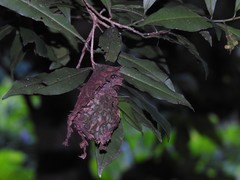 Calligaster himalayensis