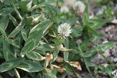Trifolium ambiguum
