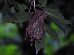 Calligaster himalayensis