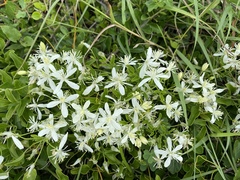 Clematis terniflora garanbiensis