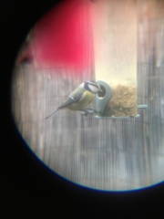 Cyanistes caeruleus