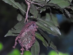 Calligaster himalayensis