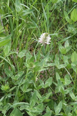 Trifolium ambiguum
