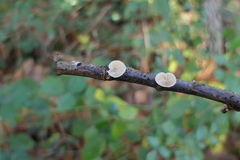Crepidotus epibryus