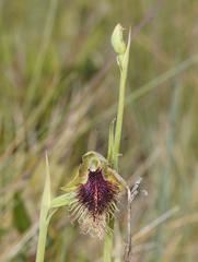 Calochilus robertsonii