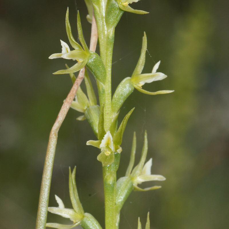 Green leek orchid
