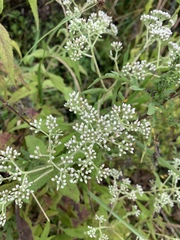 Eupatorium perfoliatum