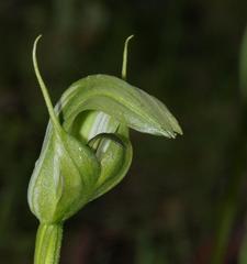 Pterostylis monticola