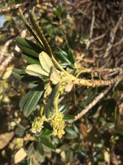Polylepis incana