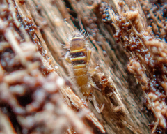 Orchesella bifasciata
