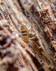 Orchesella bifasciata