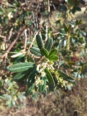 Polylepis incana