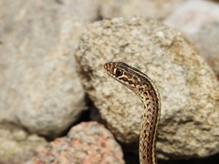 Orientocoluber spinalis