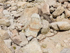 Orientocoluber spinalis