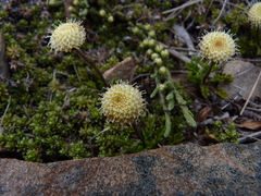Leptinella pyrethrifolia