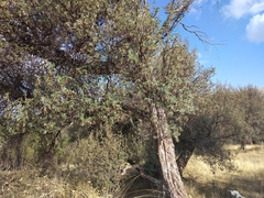 Polylepis incana