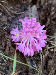 Ledebouria mokobulanensis