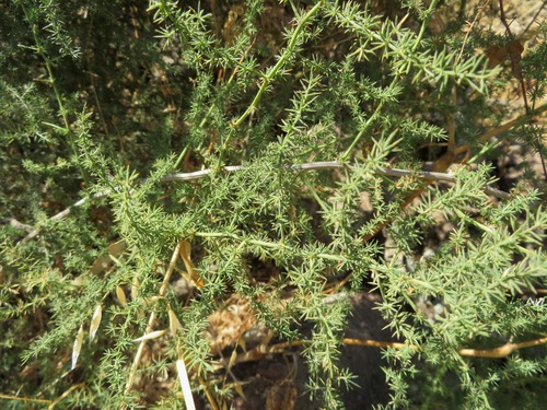 Mediterranean Asparagus