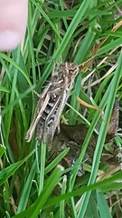Chorthippus brunneus