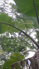 Astronium graveolens