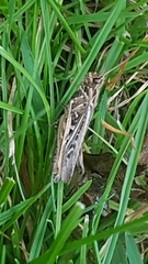 Chorthippus brunneus