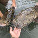 Flathead Catfish - Photo no rights reserved, uploaded by Nick Loveland