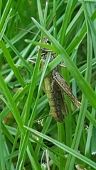 Chorthippus brunneus