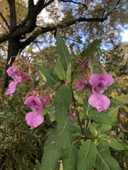Impatiens glandulifera