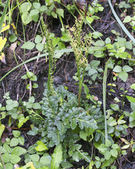 Sceptridium ternatum