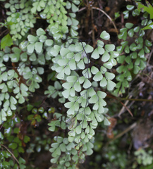 Adiantum monochlamys