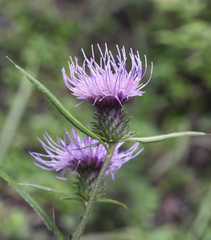 Cirsium suzukaense