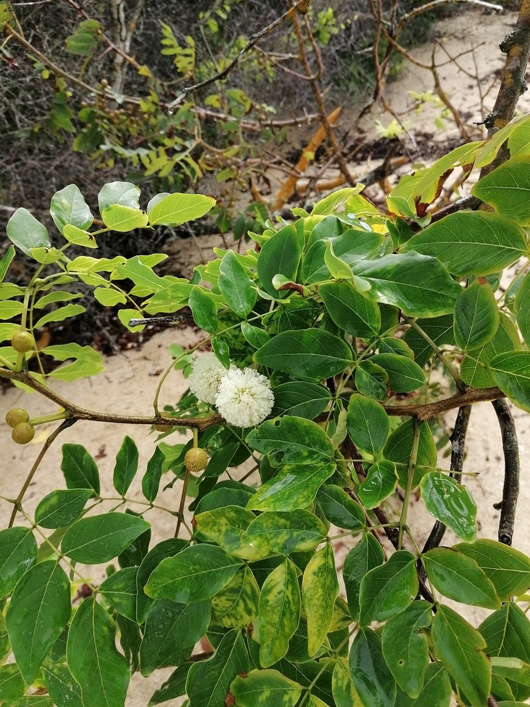 Leucaena macrophylla