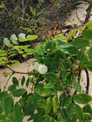Leucaena macrophylla