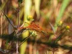 Sympetrum croceolum