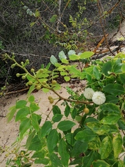 Leucaena macrophylla