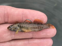 Etheostoma lepidum