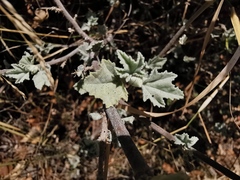 Malva subovata