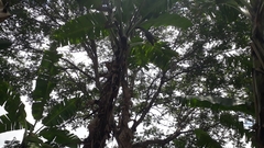 Astronium graveolens